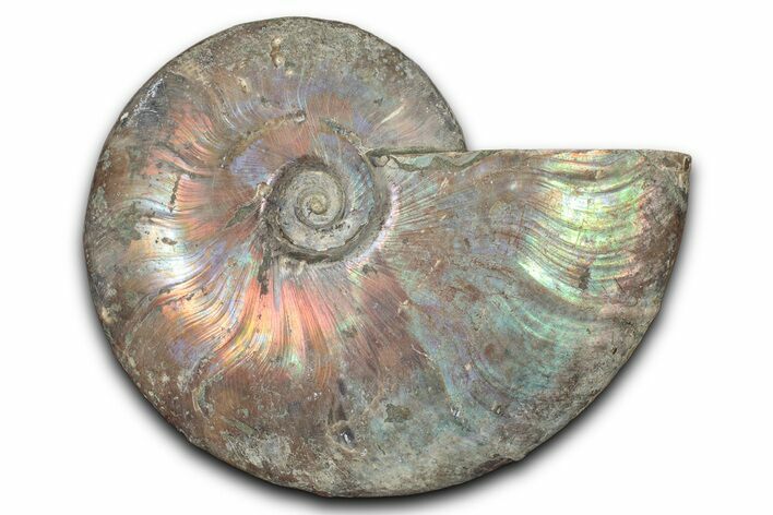 Silver Iridescent Ammonite (Cleoniceras) Fossil - Madagascar #345597